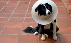 Profissionais esclarecem dúvidas sobre castração de animais