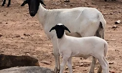 Mundial Braford reunirá pecuaristas de vários países