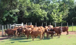 Duas pessoas encaminhadas à Delegacia por crime ambiental