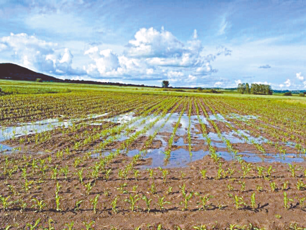 Fortes chuvas no Estado preocupam o agronegócio