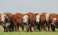 Inicia fase de adaptação da Prova de Eficiência Alimentar 2022