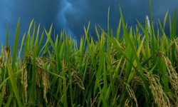 Brasil bate recorde histórico de exportação de soja