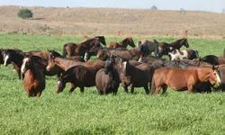 Fenagen Promebo valoriza genética bovina de elite e movimenta negócios