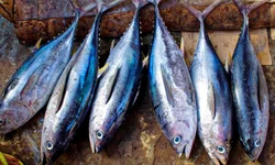 Igreja Católica tem programação especial de Páscoa