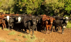 Brasil reafirma protagonismo global no 9º Congresso Mundial Braford