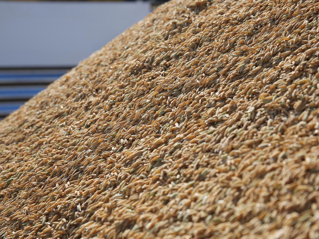 Mercado de exportação do arroz segue aquecido no primeiro semestre de 2025