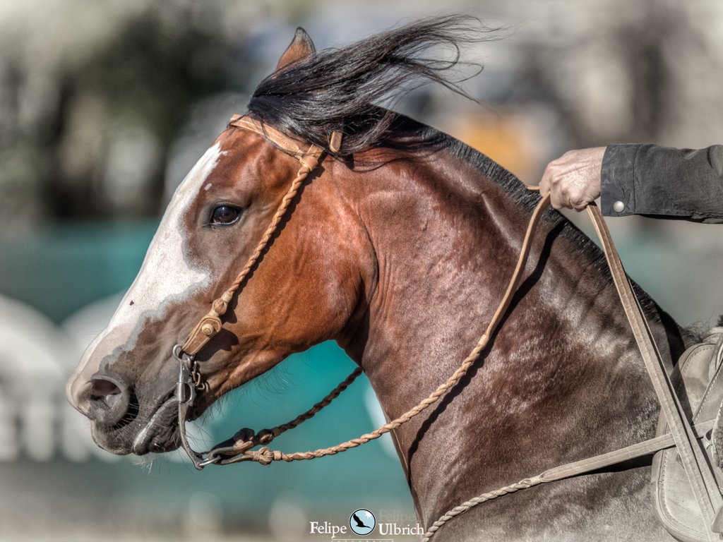 Uruguaiana sediou semifinal do Freio de Ouro