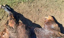 Cabanha é denunciada por maus-tratos aos animais