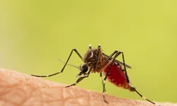 Município chega a 50 casos de dengue