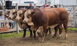 Hereford e Braford chegam com alta em animais inscritos