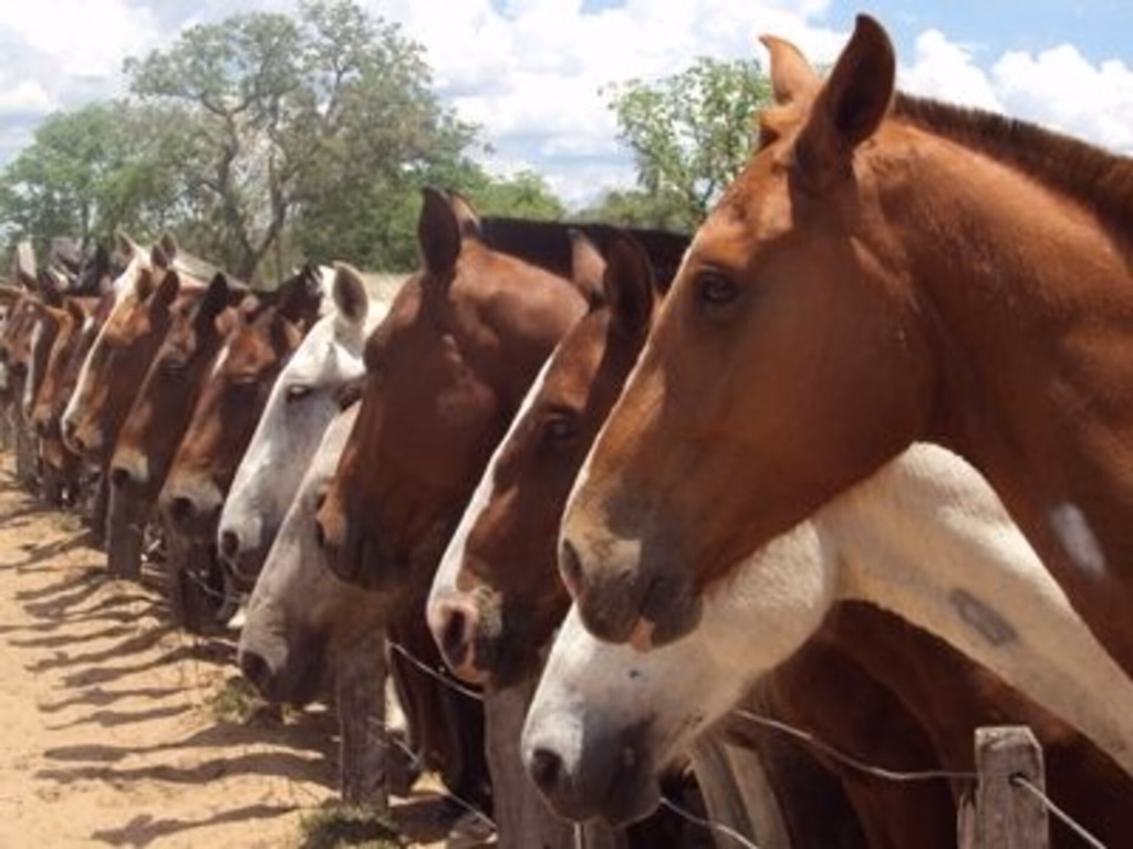 Caso de Febre do Nilo em equino coloca veterinários em alerta