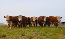 Animais puros e alta genética nas pistas de julgamento de rústicos da Angus