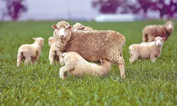 Grêmio domina e vence o Grenal 439