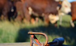 Iniciado plantio de área da Abertura da Colheita do Arroz