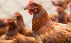 Associação contesta decreto que proíbe cursos EaD