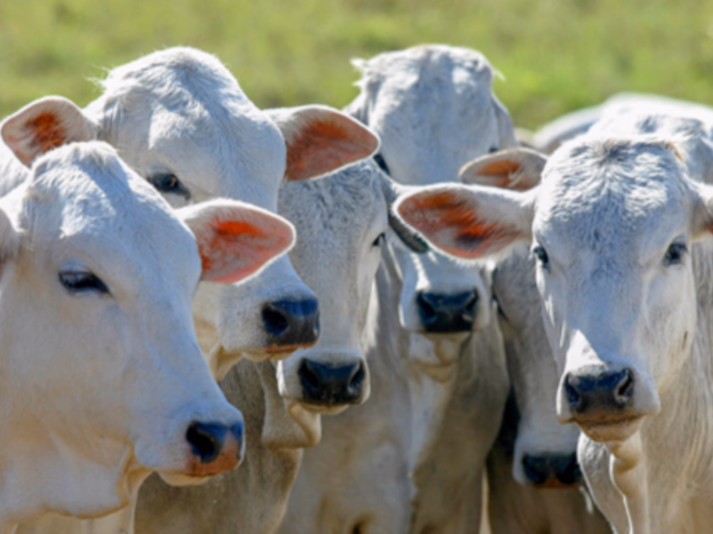 Catar revoga restrições à importação de carne bovina brasileira