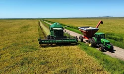 Colheita avança com fronteira oeste na liderança