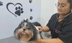 CFMV abre consulta pública sobre atendimento domiciliar