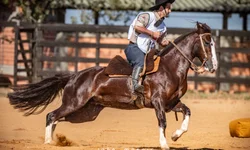 Fenagen Promebo valoriza genética bovina de elite e movimenta negócios