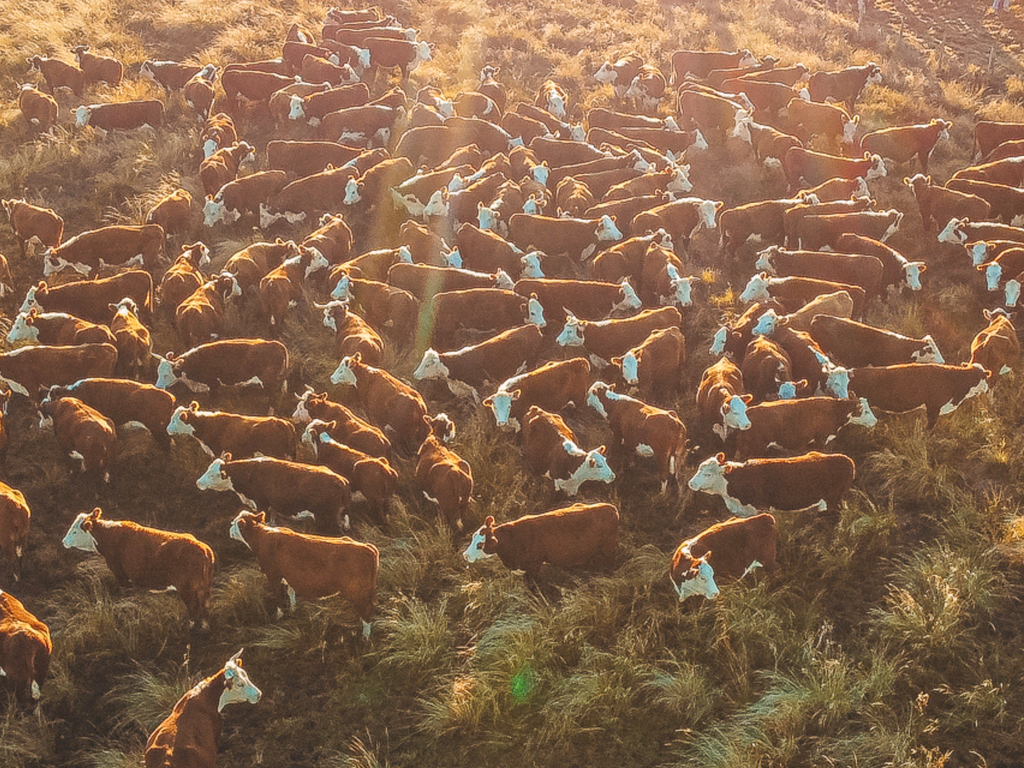 PampaPlus cresce mais de 30% entre 2016 e 2025