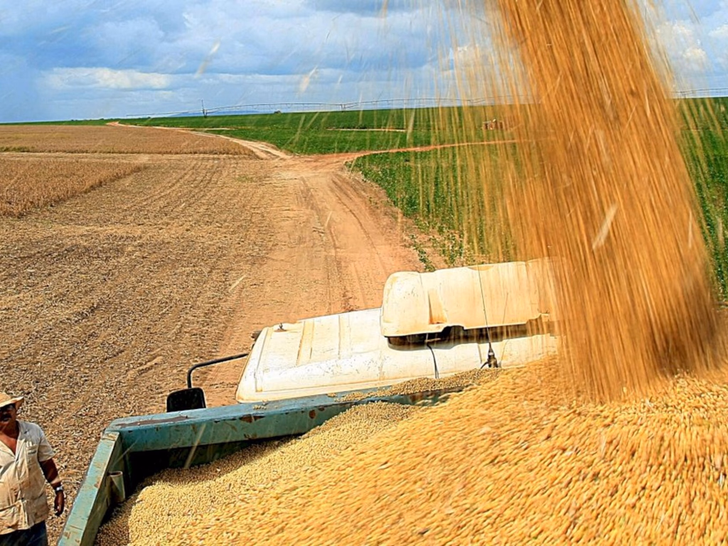 Safra de arroz bate recorde em produtividade