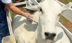 Simvet/RS promove nova edição do treinamento para o PNCEBT