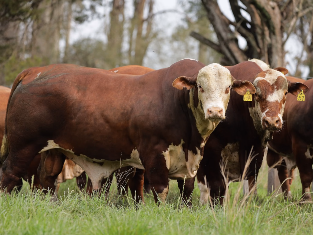 Conexão Delta G define reprodutores que irão compor bateria do Programa Touro Jovem