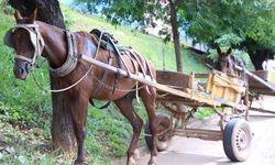 RS tem valores e precisa se profissionalizar, diz Vilson Covatti