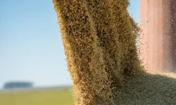 Arrozeiros colhem mais de 12 mil hectares na primeira semana