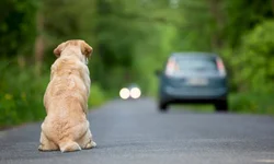 Covid-19 deixou mais de 500 órfãos até seis anos