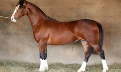 Fetag-RS lança aplicativo para mapear perdas