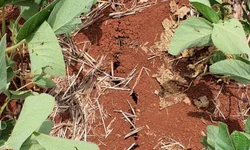 Nova Lei do Agro traz mecanismos importantes para o produtor rural