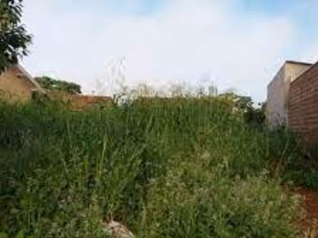 Câmara encaminha nova indicação visando limpeza de terrenos baldios