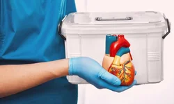 Cientistas querem criar embriões sintéticos para doar órgãos