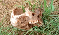 Ossada encontrada no Itapitocai passa por análise do IGP