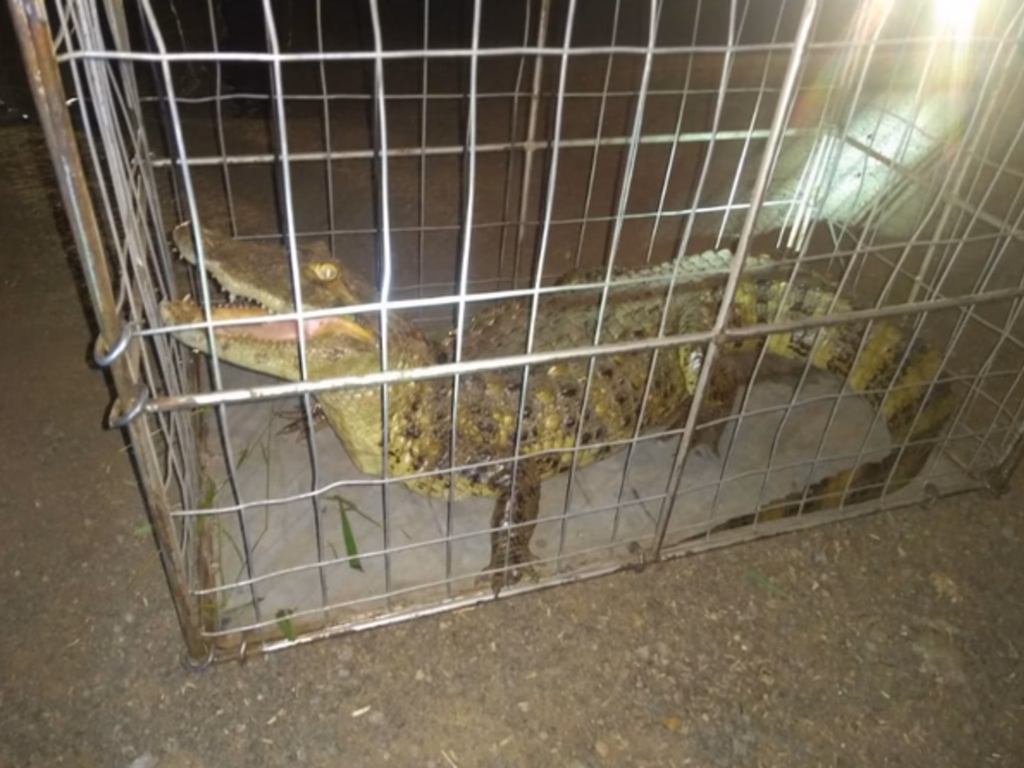 Bombeiros resgatam jacaré e lagarto na zona urbana