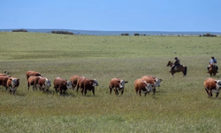 Seleção genética se consolida no controle do carrapato no verão 