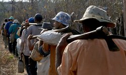 Denúncias de trabalho escravo batem recorde