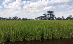 Ministra dá posse aos novos secretários do Mapa