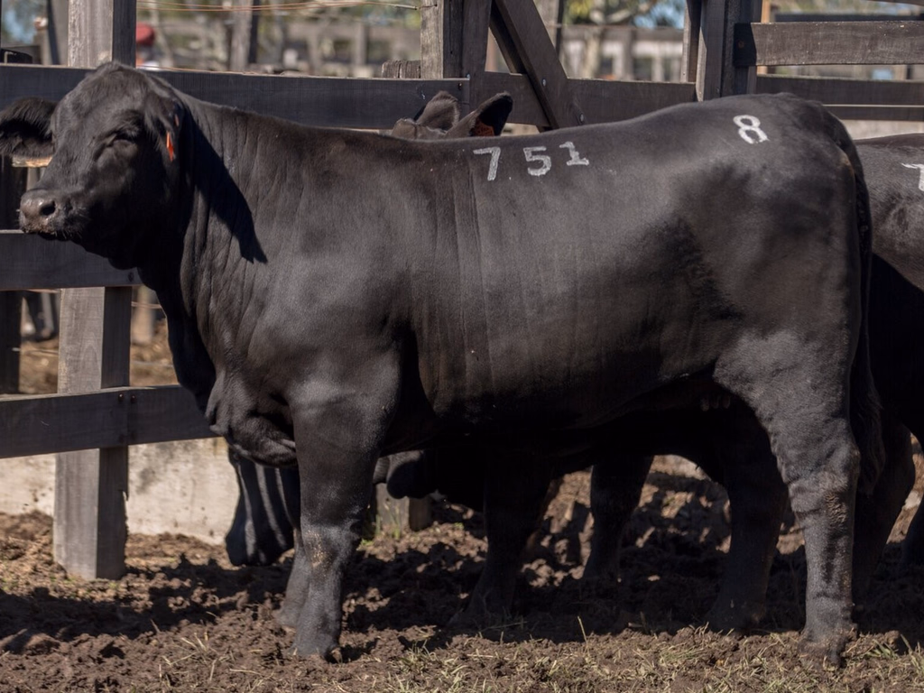 Brangus realizará leilão em benefício às famílias atingidas pelas cheias