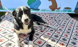 Uruguai reabre fronteira para quem tem propriedades no país