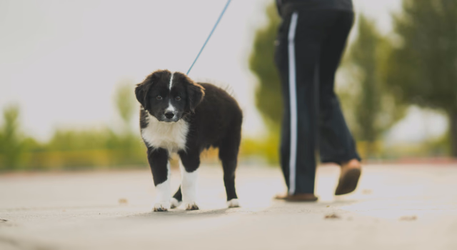 Município poderá ter Censo Animal