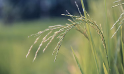 Associações iniciam inscrições para Expointer 2025