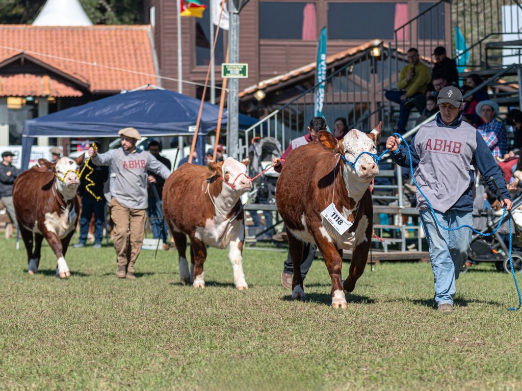 Hereford e Braford terão agenda intensa de atividades na 48º Expointer