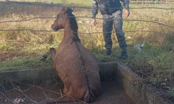 Criado núcleo multidisciplinar de combate pedofilia e abuso infantojuvenil