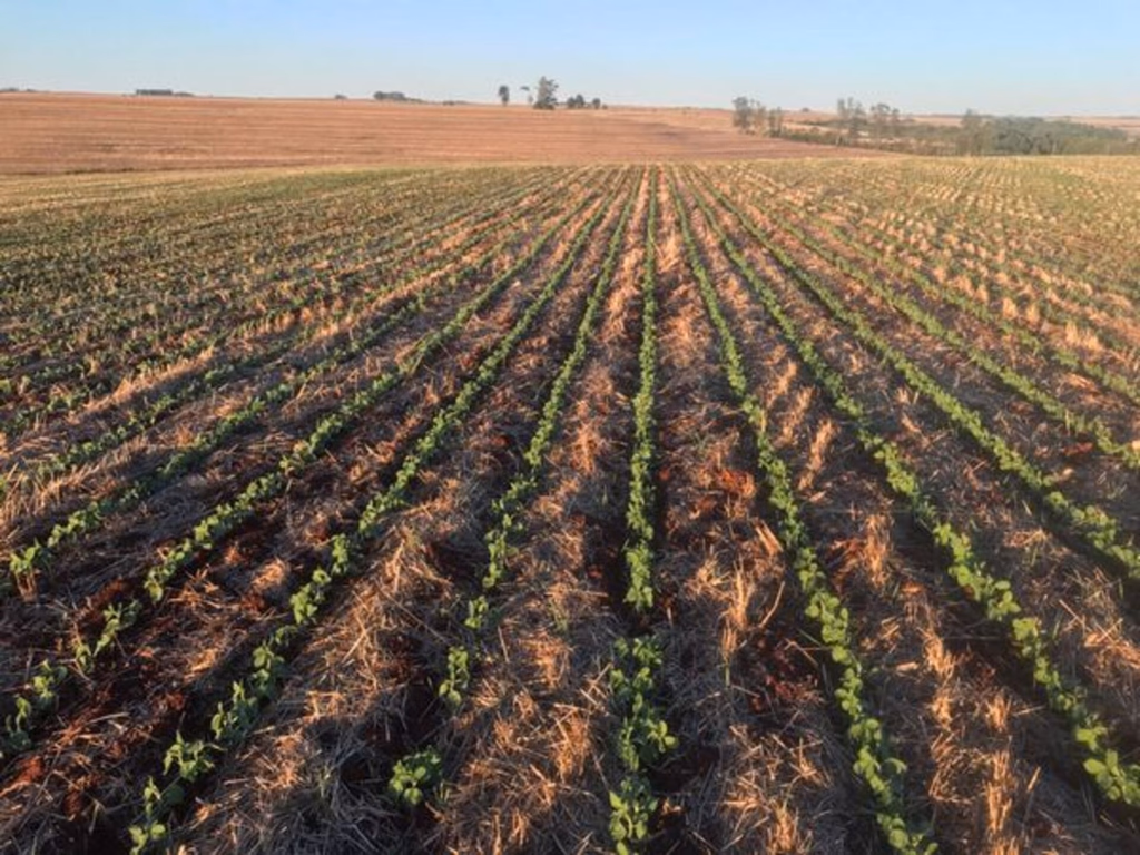Rio Grande do Sul deve iniciar plantio da soja nesta semana
