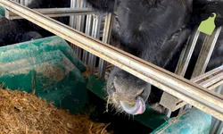 Inicia fase de adaptação da Prova de Eficiência Alimentar 2022