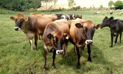 ABHB lança Sumário de Avaliação Genética PampaPlus 2020