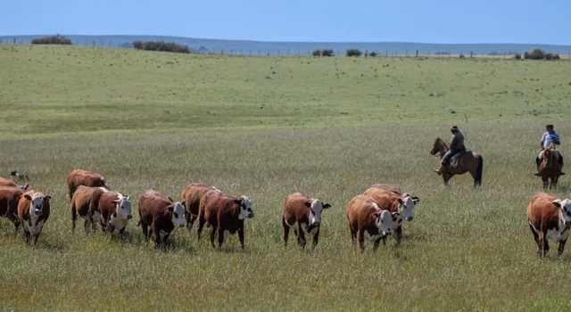 Seleção genética se consolida no controle do carrapato no verão 