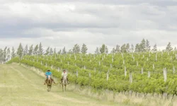 Celemaster carimba vaga na semi com goleada